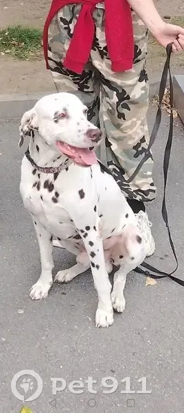 Пропал собака, мужской, Находка, Приморский край - убежал во время прогулки - photo