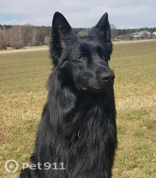 Пропал собака, Бирикчульский сельсовет - чёрный мальчик с клыком - photo
