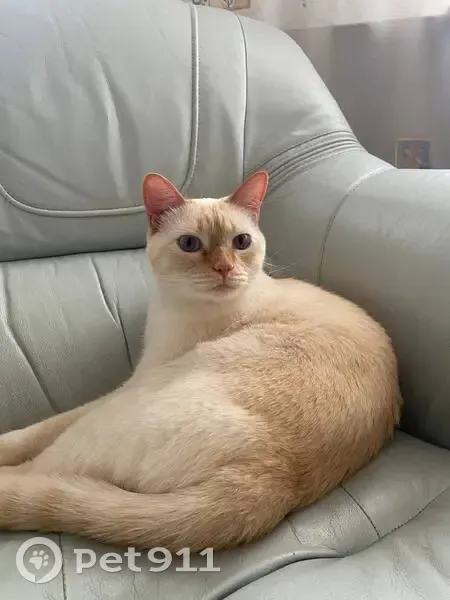 Пропал кот, Ржевское шоссе, Шебекино - белый с бежевыми ушками и полосатым хвостом - photo