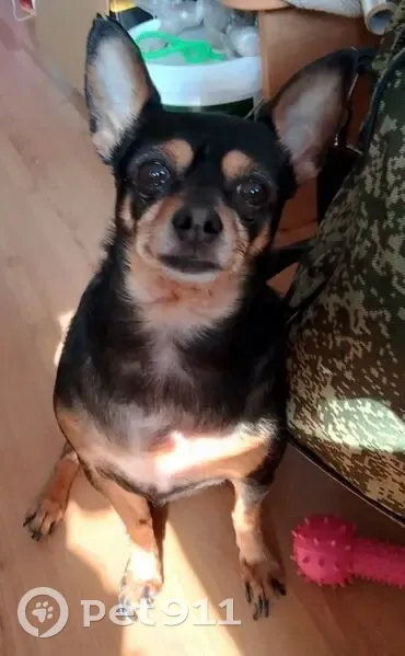 Пропал собака, мужской, улица Ворошилова, 61, Хабаровск - хвост купирован, правое ушко порвано - photo