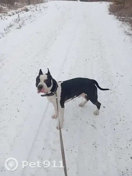 Пропал собака, улица Космонавтов, Чита - photo