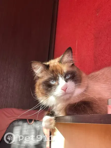 Пропал кот, СНТ «Керамик», Ярославль - голубые глазки и длинная шерсть - photo