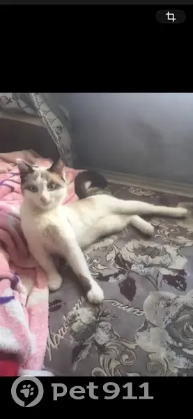 Пропала кошка, улица Воронова, Красноярск - бело-серая, 5 лет - photo