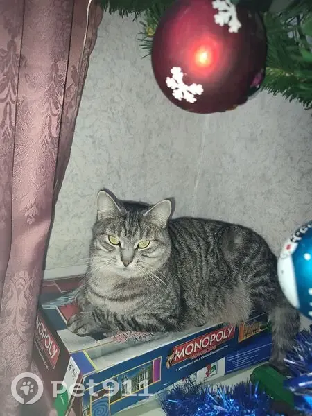 Пропала кошка, Звягинки, Орловская область - стерилизована, 3 года - photo