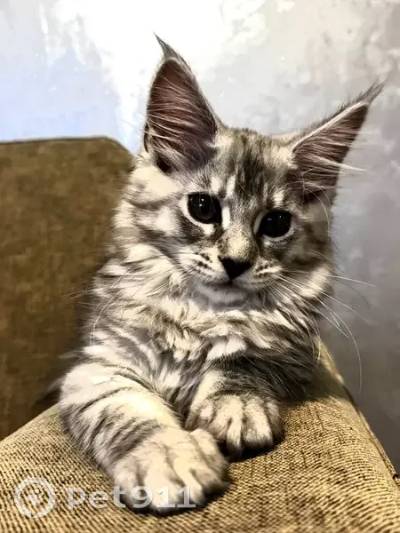 Пропала кошка, проспект Красного Знамени, 104, Владивосток - котенок 3 месяца - photo