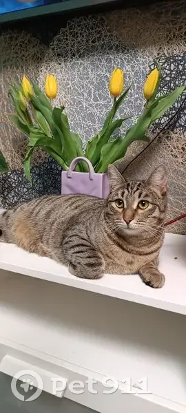 Пропал кот, Пионерская улица, 9, Ветлужский - тигровый окрас - photo