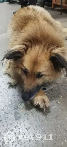 Пропала собака, Великие Луки, Псковская область - добрая и ласковая - photo