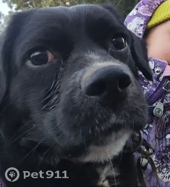Пропал собака, мужской, 4-я линия, Форносоловское городское поселение - чёрненький с белым пузиком - photo