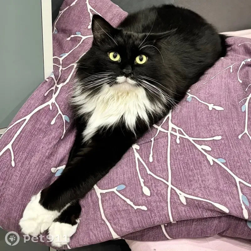 Пропал кот, улица Трухинова, 14, Северодвинск - черно-белый окрас, зелено-желтые глаза - photo