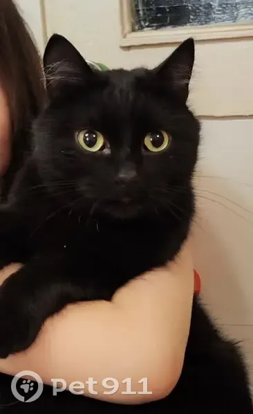 Пропал кот, улица Ленина, 37, Оханск - черного окраса, кастрат - photo