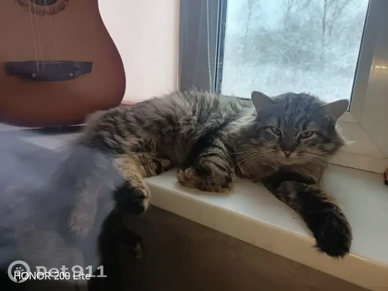 Пропал кот, Котлас, Архангельская область - серый с синим ошейником - photo