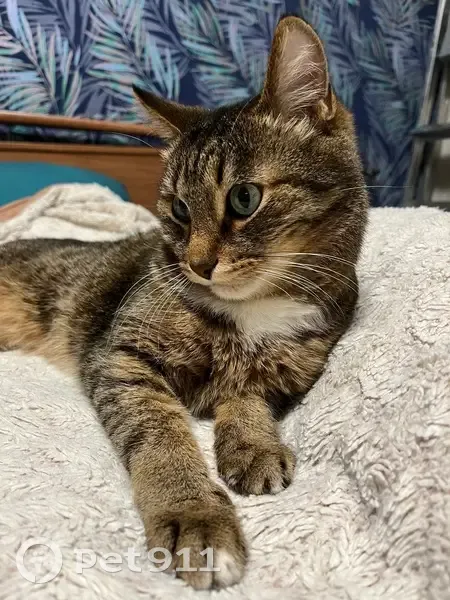 Пропал кот, Чердынская улица, 17, Пермь - photo