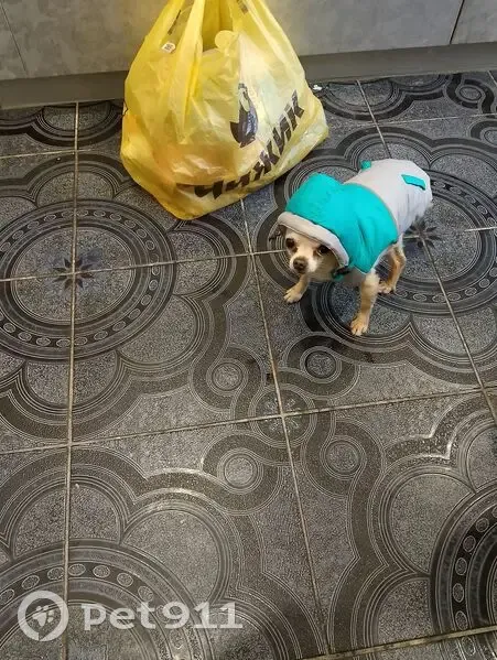 Пропал собака, мужской, 1-й Газонный переулок, 10, Челябинск - рыжий, ушёл из дома - photo