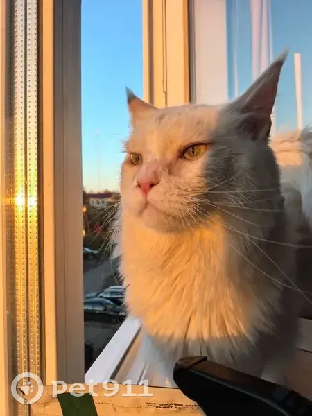 Пропал кот, проспект Ленина, 22, Подпорожье - белоснежный с пятнышком на макушке - photo