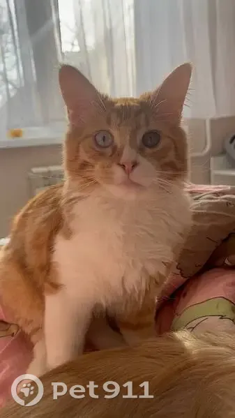 Пропал кот, улица Героя Советского Союза Усилова, Нижний Новгород - полугодовалый, рыжий с разными глазами - photo