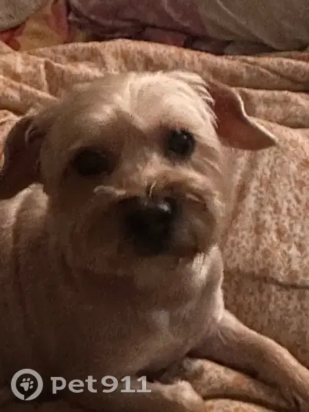 Пропал собака, Якутск, Республика Саха (Якутия) - бежевый убежал - photo