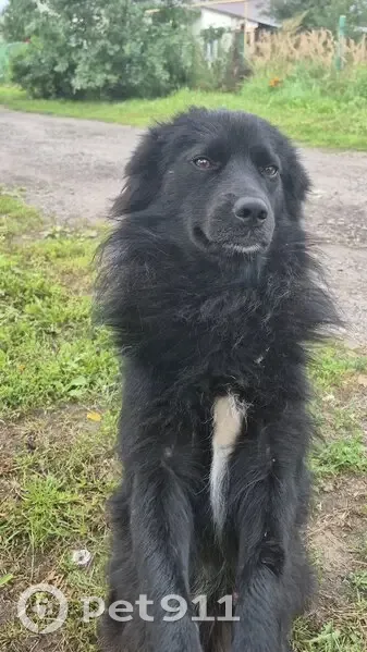 Пропала собака, Заречинское сельское поселение, Рязанская область - дружелюбный и контактный - photo