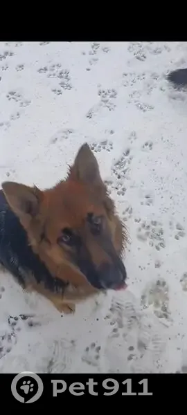 Пропала собака, улица Энтузиастов, Балашов - длинношерстная немецкая овчарка - photo