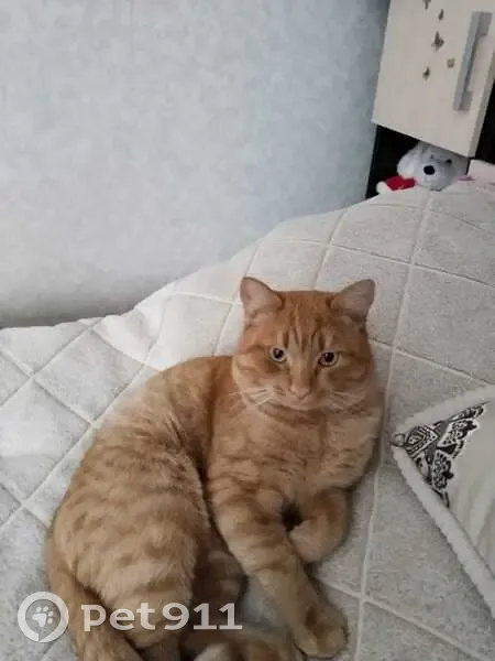 Пропал кот, улица Ленина, Чебаркуль - рыжий, гладкошёрстый, травмированная лапа - photo