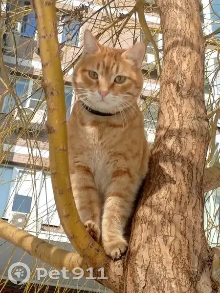 Пропал кот, Доломановский переулок, 19, Ростов-на-Дону - рыжий, ласковый, с чёрным ошейником - photo