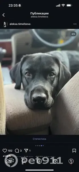 Пропал собака, Дунай, Приморский край - чёрный окрас, два года - photo