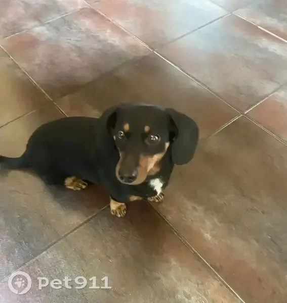 Пропал собака, Лесная улица, Знаменка - такса - photo