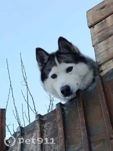Пропал собака, мужской, улица Ильича, Челябинск - photo