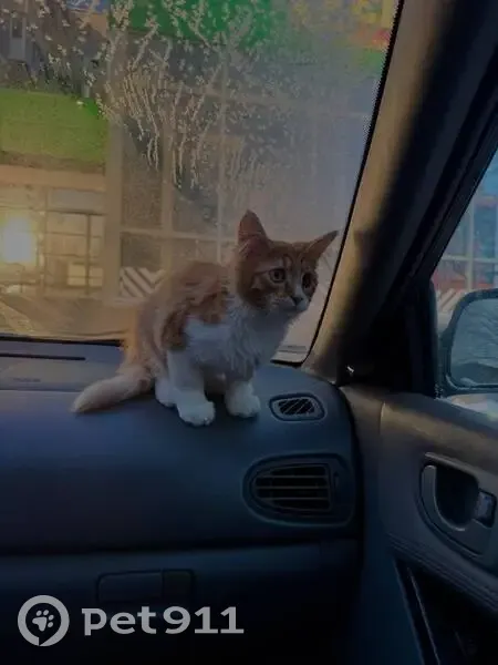 Пропал кот, улица Героя Советского Союза Усилова, 5, Нижний Новгород - разные глаза и изломанный хвост - photo