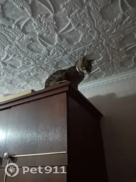 Пропал кот, Донецк, Ростовская область - серебристый ошейник и фиолетовая лента - photo