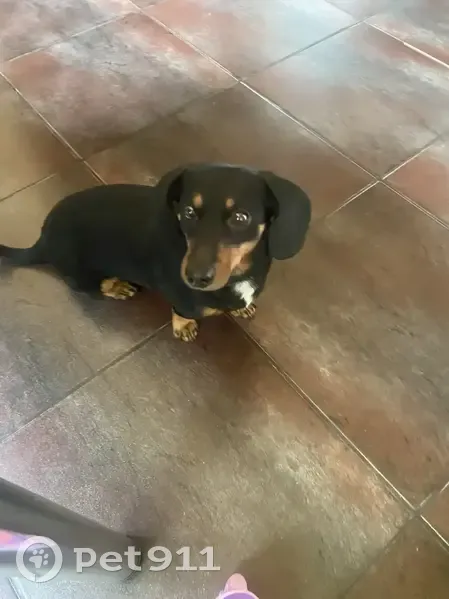 Пропал собака, Комсомольский переулок, Знаменка - чёрно-коричневый, не тактильный - photo