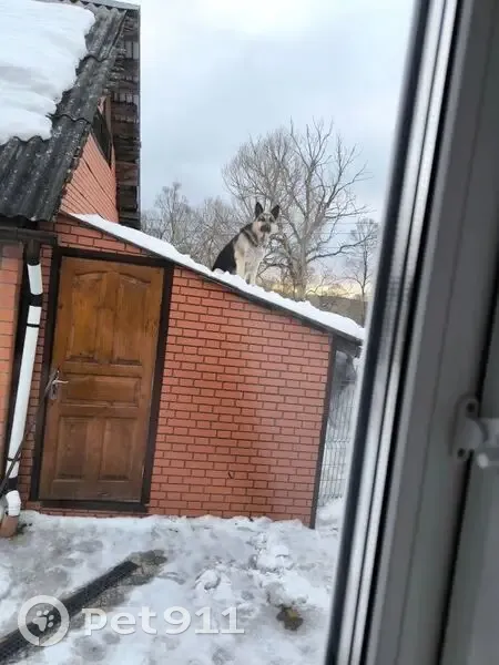 Пропала собака, Жуков, Калужская область - восточно-европейская овчарка - photo