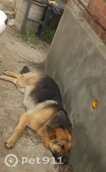 Пропал собака, улица Авилова, 491, Семикаракорск - немецкая овчарка, откликается на кличку Ральф - photo