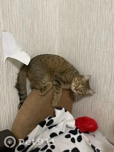 Пропала кошка, Липецкое шоссе, 45Д, городской округ Мичуринск - зелёные глаза, рыжевато-коричневая - photo