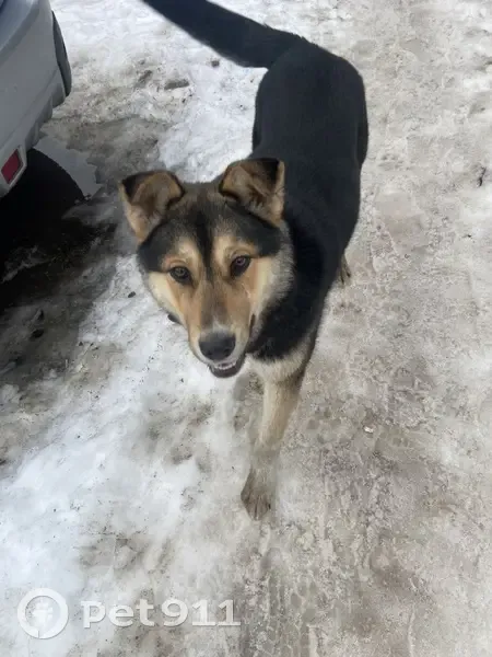 Пропала собака, Архангельск, Архангельская область - ласковая собака прыгает - photo
