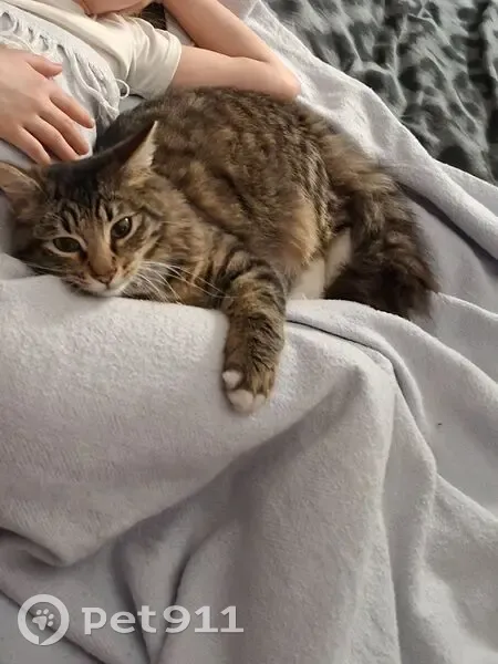 Пропал кот, 4-я Тарховская улица, 38 литБ, Сестрорецк - зелёный ошейник - photo