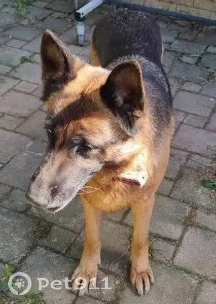 Пропала собака, Больничный переулок, 9, Афипский - немецкая овчарка, 7 лет - photo