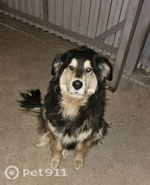 Пропала собака, Карповка, Забайкальский край - крупная и добрая, любит детей - photo