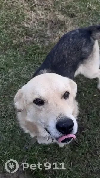 Пропал собака, 03Н-437, Маевский, Тиховский - гладкошёрстный, бежевый с тёмно-серой спиной - photo