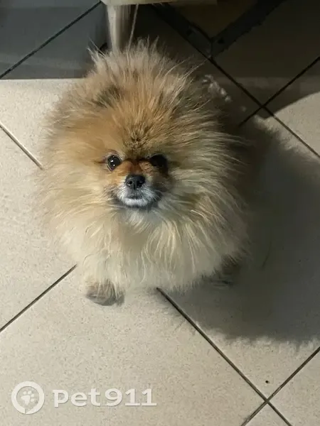 Пропал собака, мужской, улица Бабушкина, 182, Улан-Удэ - photo