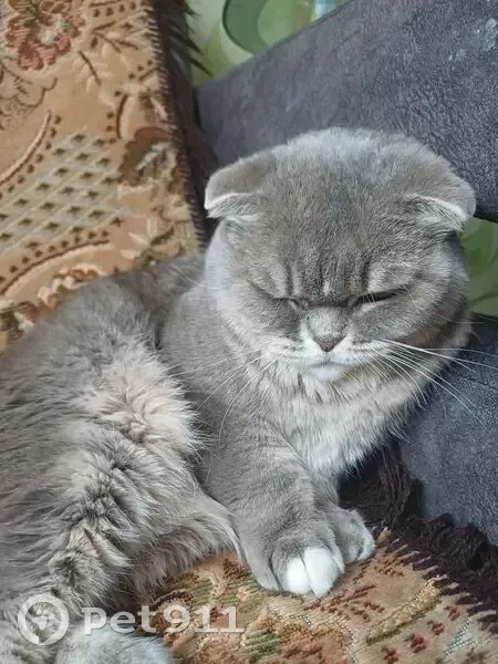 Пропала кошка, улица Урванцева, 14, Красноярск - вислоухая шотландка - photo