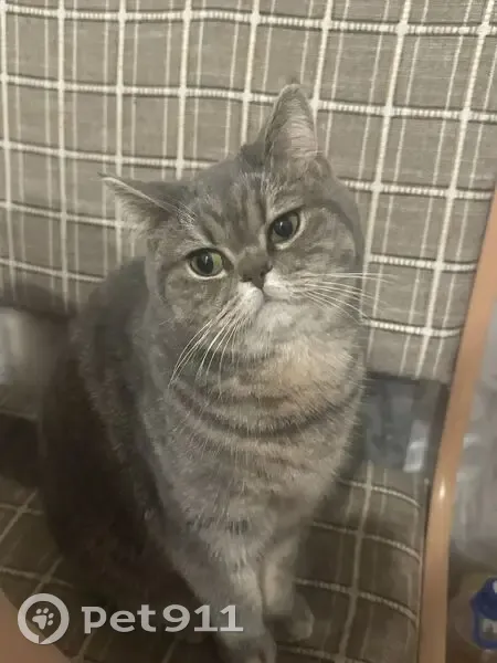 Пропала кошка, «Урал», Сысертский городской округ - серая - photo