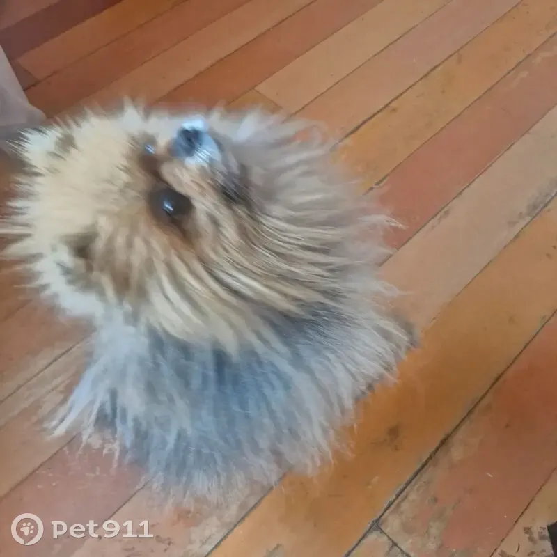 Пропал собака, мужской, улица Бабушкина, 184, Улан-Удэ - палевый померанский шпиц - photo