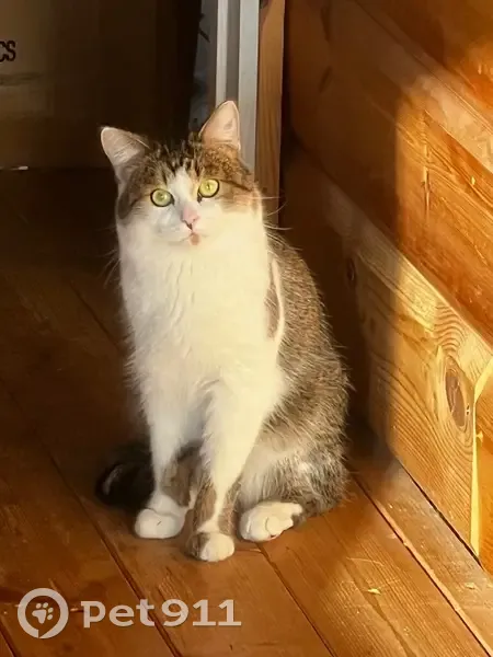 Пропал кот, улица Лякишева, 47, Пермь - добрый и ласковый - photo