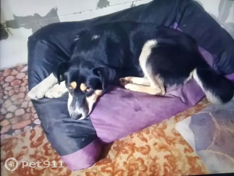 Пропал собака, мужской, Чемодурово, Московская область - висячие уши, черный ошейник - photo