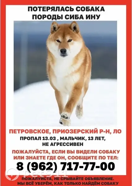 Пропал собака, мужской, Петровское, Ленинградская область - шиба ину без ошейника - photo