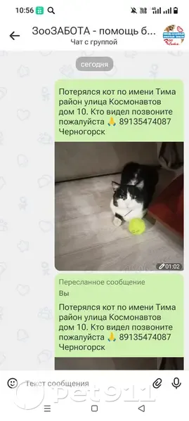 Пропал кот, проспект Космонавтов, 10, Черногорск - photo