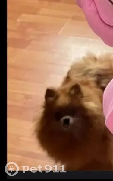 Пропала собака, женская, 46К-8132, Костино - шпиц Луна, пугливая - photo