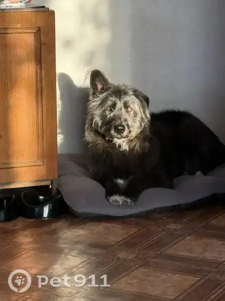 Пропала собака, городской округ Липецк, Липецкая область - 5 лет, стерилизована - photo