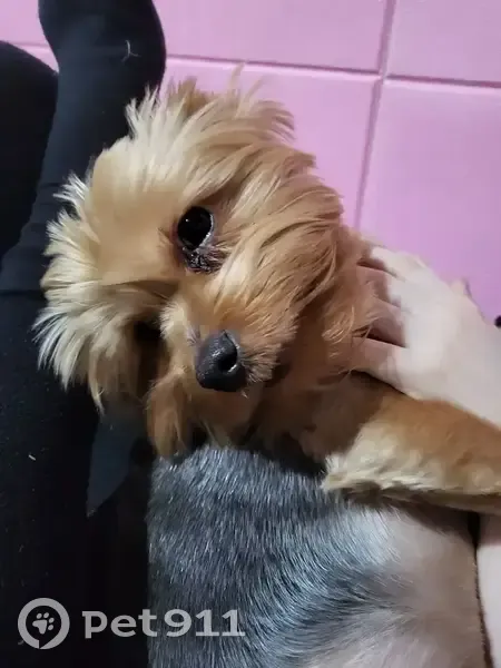 Пропал собака, Приупская улица, 4, Тула - типичный йорк, лохматый - photo