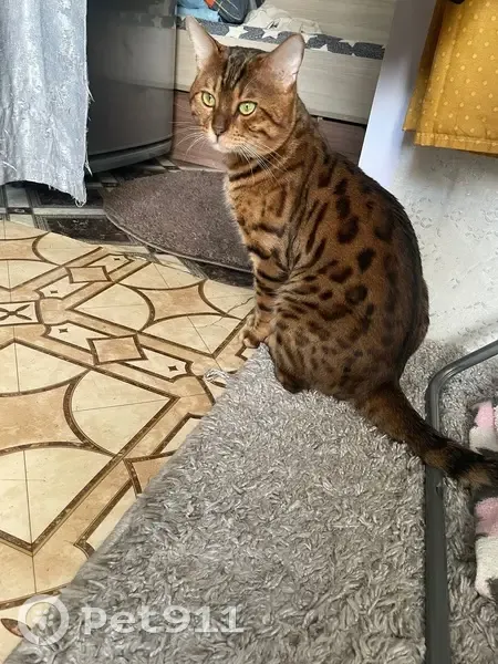 Пропал кот, набережная Леонова, 42, Балаково - бенгал - photo